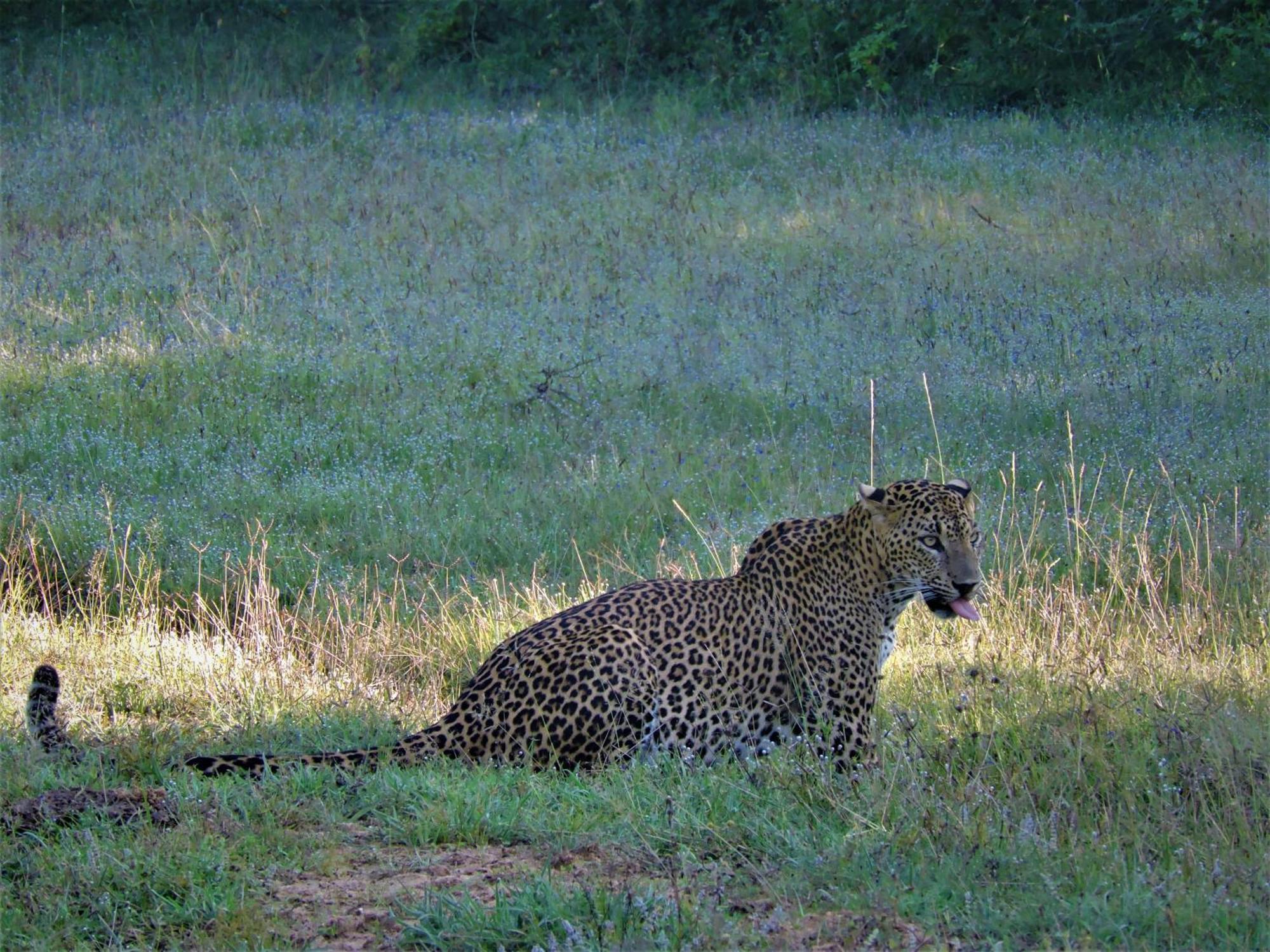 Отель Yala Podi Hoona Bush Camp Экстерьер фото