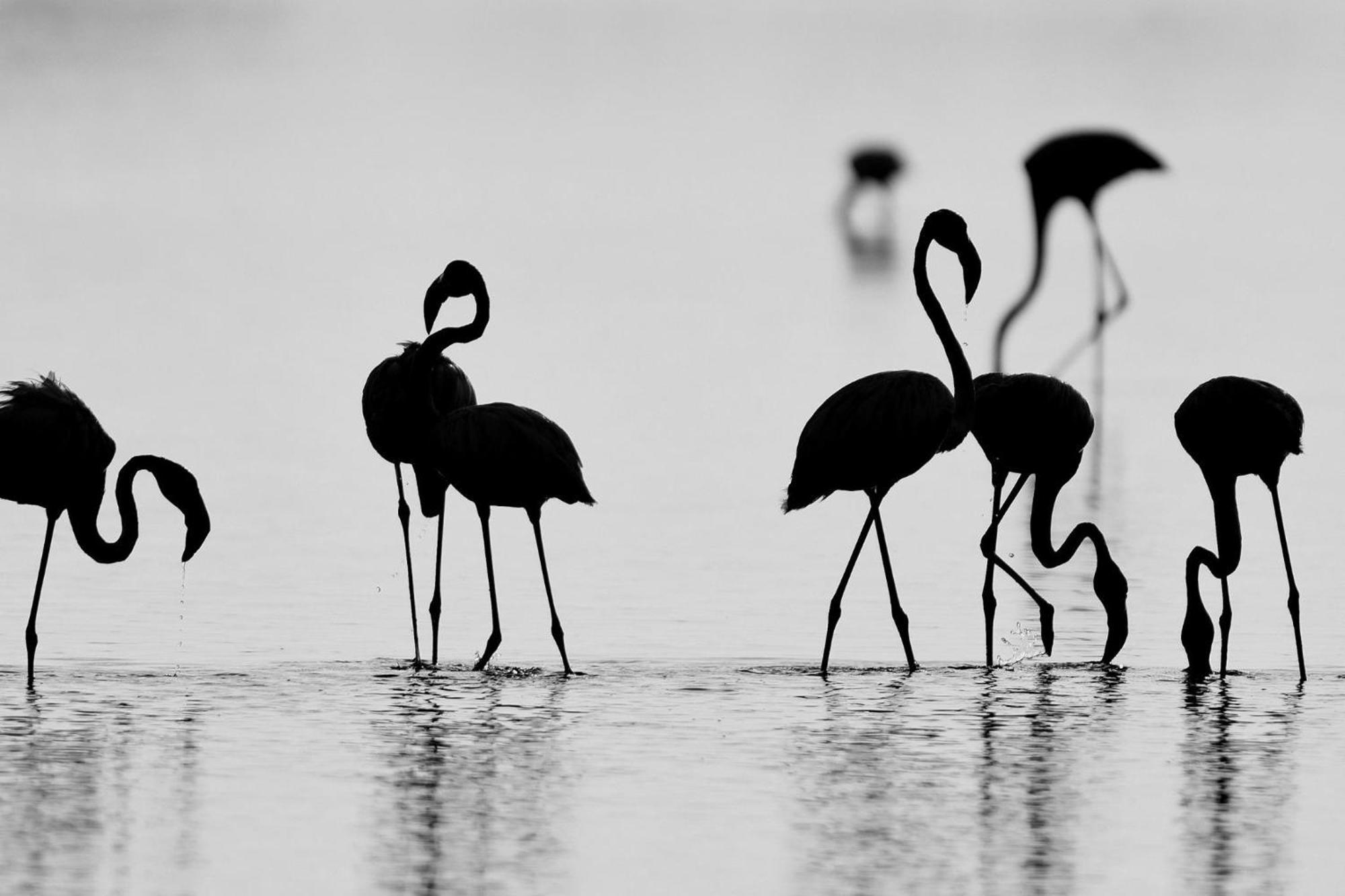 Отель Yala Podi Hoona Bush Camp Экстерьер фото