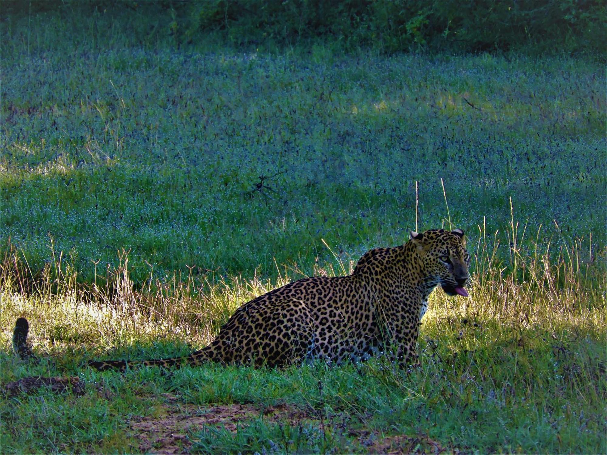 Отель Yala Podi Hoona Bush Camp Экстерьер фото